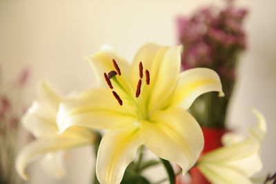 Close-up of day lily blooming outdoors