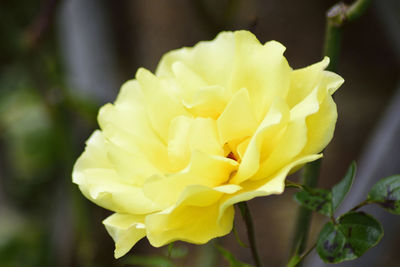 Close-up of yellow rose