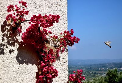View of red flowering plant