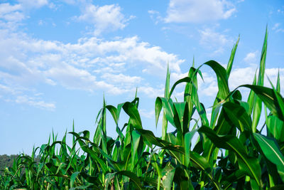 Low angle view of fresh corn field against sky