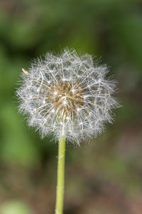 Close-up of dandelion against blurred background