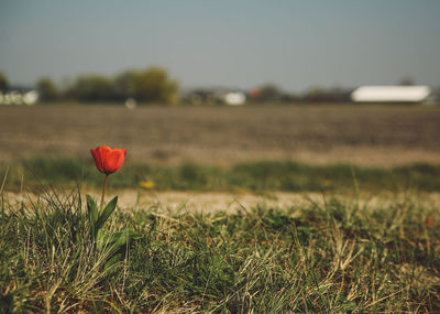 Close-up of red poppy in field