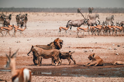 A group of lions preventing other animals from drinking in etosha national park in namibia