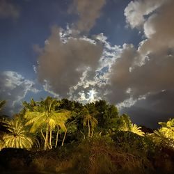 Low angle view of palm trees against sky