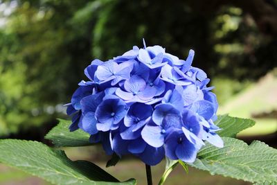 Close-up of purple hydrangea blue flower