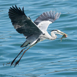 Bird flying over lake