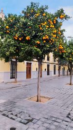 Orange fruits on tree against sky