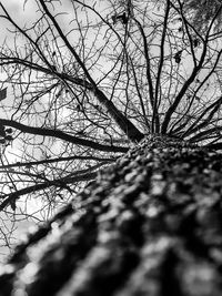 Low angle view of bare tree against sky