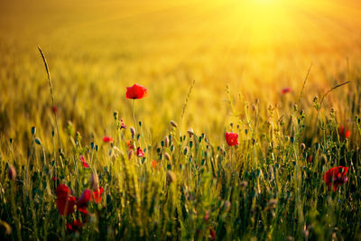 Red poppy flowers on field during sunset