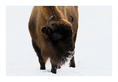 View of a horse on snow