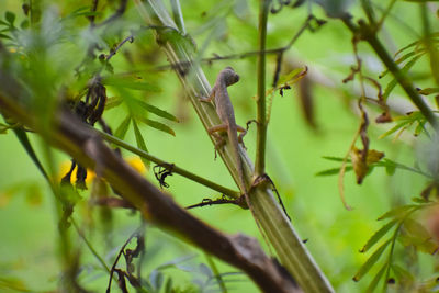 Close-up of bird perching on tree