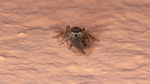 Close-up of spider on table