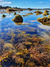 Scenic view of sealife in rock pool reflecting the sky