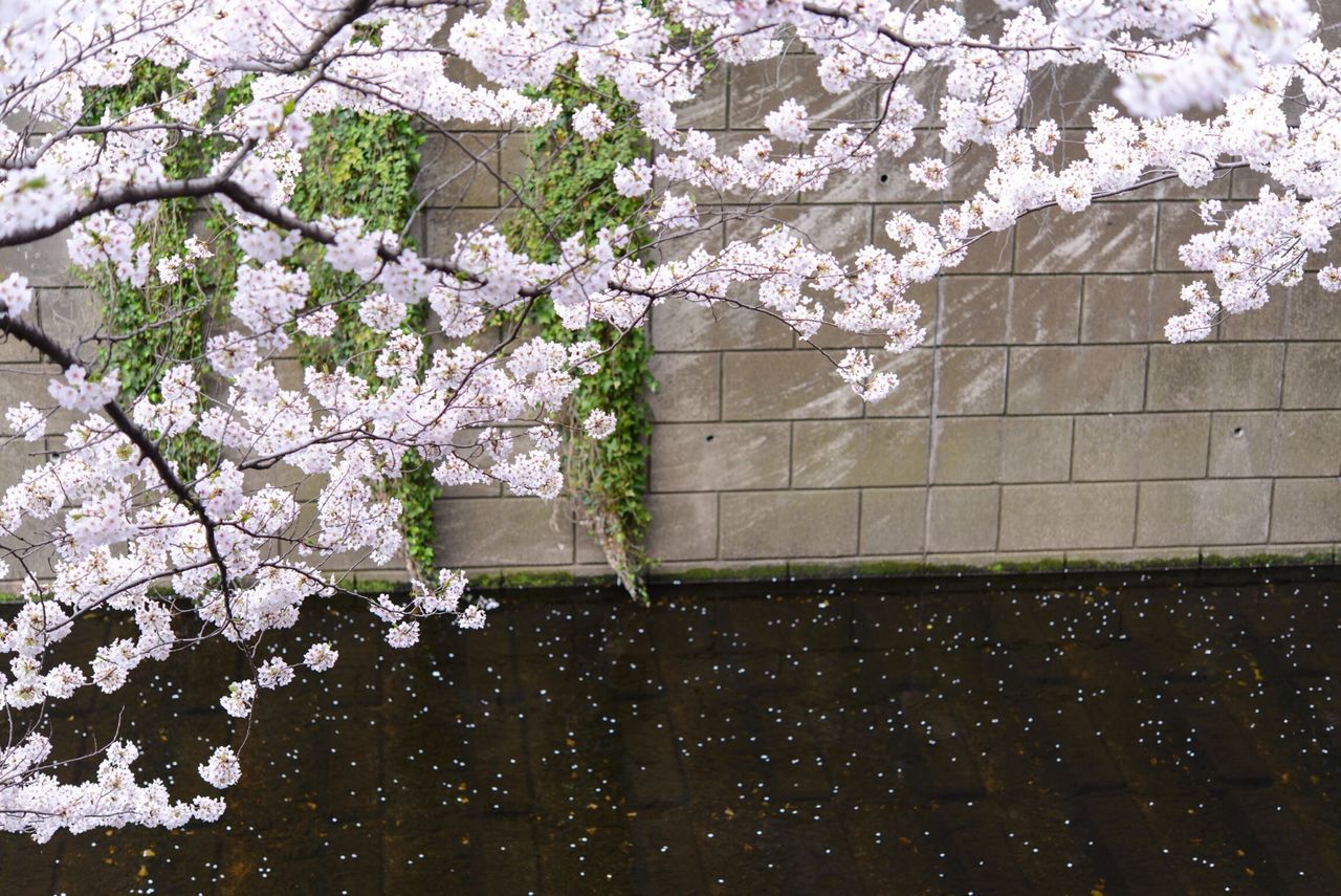 built structure, building exterior, architecture, flower, growth, branch, tree, plant, ivy, window, wall - building feature, nature, day, leaf, house, building, no people, fragility, outdoors, blossom