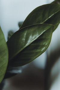 Close-up of green leaves