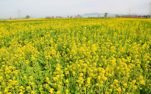 Yellow flowers growing in field