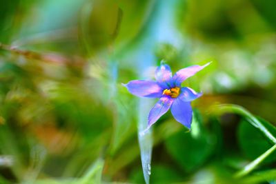 Close-up of flower blooming outdoors