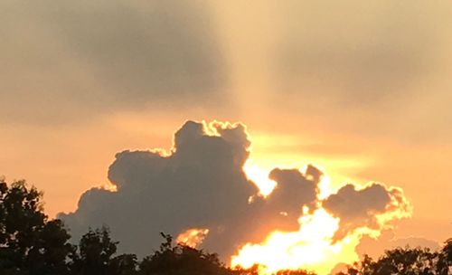 Low angle view of silhouette trees against sky during sunset