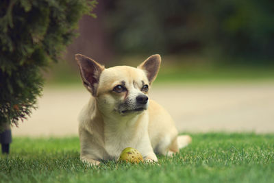 Close-up of dog looking away while sitting on grass