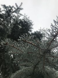 Close-up of wet pine tree during winter against sky