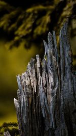 Close-up of wood on tree trunk