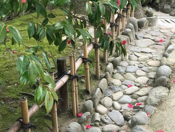 High angle view of plants growing outdoors