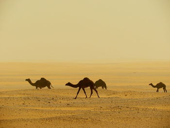 Camels in the wild desert