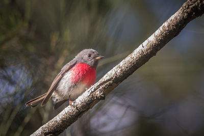 Close-up of a rose robin perching on branch