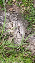 Close-up of grass on field