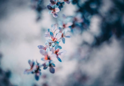 Close-up of purple flowers on branch