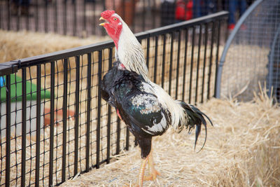 Close-up of rooster on straw