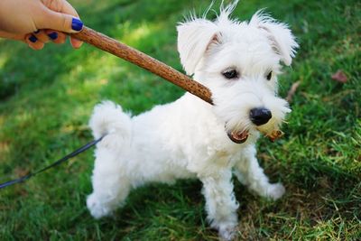 Close-up of hand holding white dog
