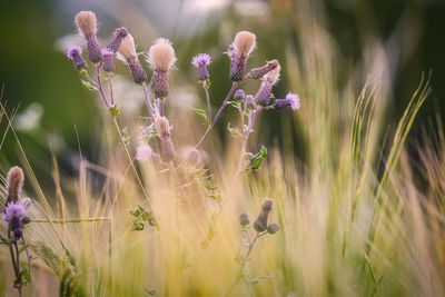 Close-up of purple flowering plants on field