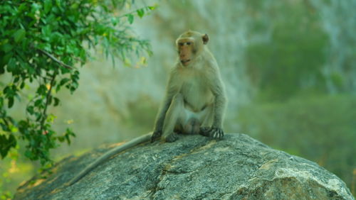 Monkey sitting on rock