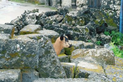 Goat standing by rock