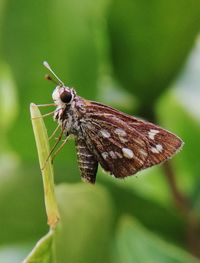 Close-up of butterfly on leaf