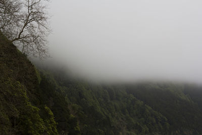 Scenic view of forest against sky during foggy weather