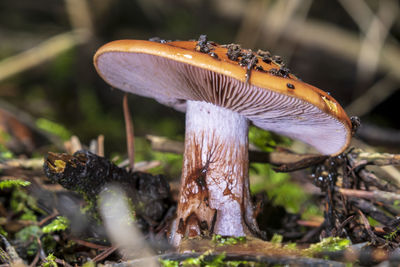 Close-up of a mushrooms