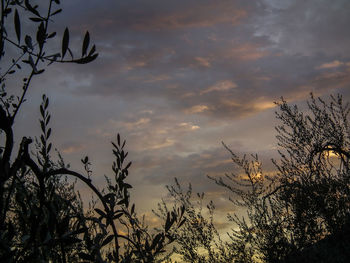 Low angle view of silhouette trees against dramatic sky