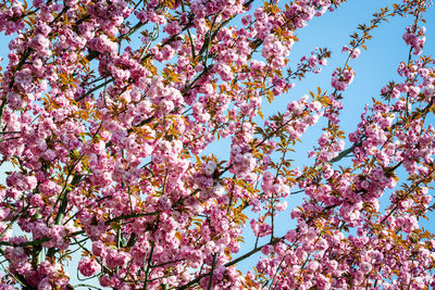 Low angle view of cherry blossom tree