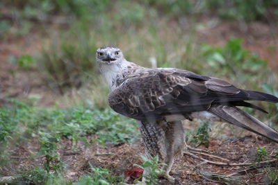 Portrait of bird perching on a tree