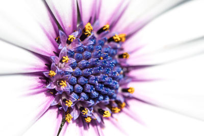 Close-up of flower