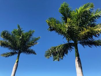 Low angle view of coconut palm tree against blue sky