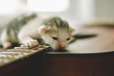 Close-up of cat