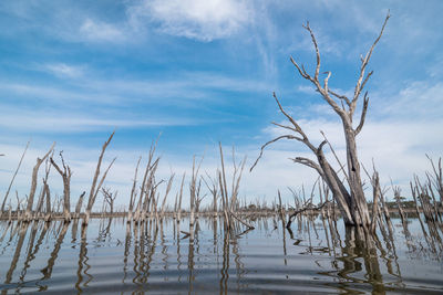 Bare trees in lake against sky