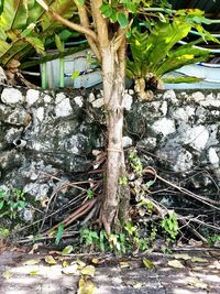 Close-up of tree trunk by wall