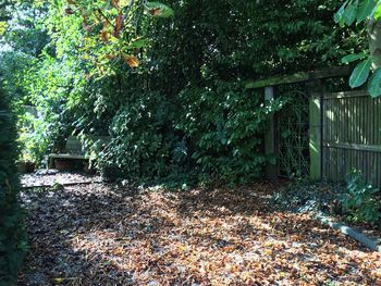 Sunlight falling on tree trunk