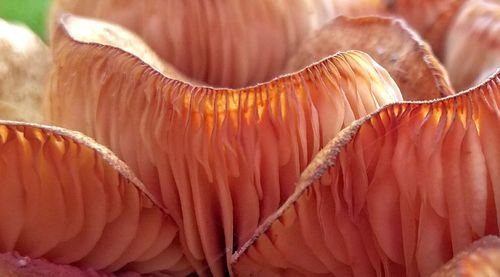 Close-up of flower