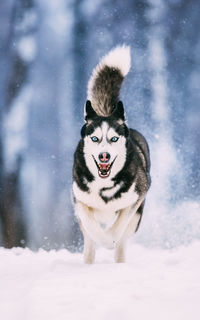 Dog running on snow covered field