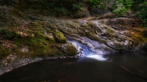 River amidst trees in forest